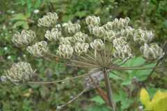 Heracleum nepalense